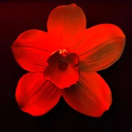 ShowRum Bar Budapest - Belső