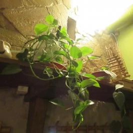 Sirius Teaház Budapest - Egyéb