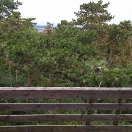 Sörházdombi Kilátó Sopron - Egyéb