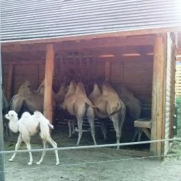 Sóstó Zoo - Nyíregyházi Állatpark, Nyíregyháza - 