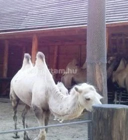 Sóstó Zoo - Nyíregyházi Állatpark