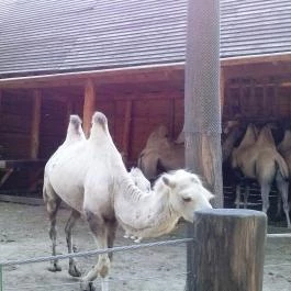 Sóstó Zoo - Nyíregyházi Állatpark, Nyíregyháza - 