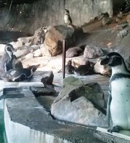 Sóstó Zoo - Nyíregyházi Állatpark