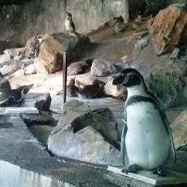 Sóstó Zoo - Nyíregyházi Állatpark, Nyíregyháza - 