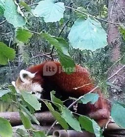 Sóstó Zoo - Nyíregyházi Állatpark