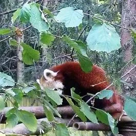 Sóstó Zoo - Nyíregyházi Állatpark, Nyíregyháza - 