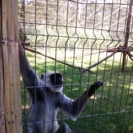 Sóstó Zoo - Nyíregyházi Állatpark, Nyíregyháza - 