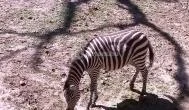 Sóstó Zoo - Nyíregyházi Állatpark Nyíregyháza - Egyéb