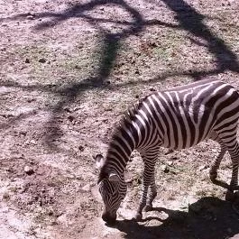 Sóstó Zoo - Nyíregyházi Állatpark, Nyíregyháza - 