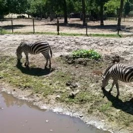 Sóstó Zoo - Nyíregyházi Állatpark, Nyíregyháza - 