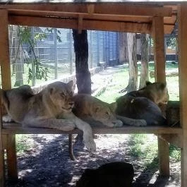 Sóstó Zoo - Nyíregyházi Állatpark, Nyíregyháza - 