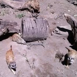 Sóstó Zoo - Nyíregyházi Állatpark, Nyíregyháza - 