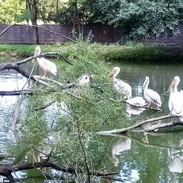 Sóstó Zoo - Nyíregyházi Állatpark, Nyíregyháza - 