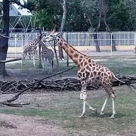 Sóstó Zoo - Nyíregyházi Állatpark, Nyíregyháza - 