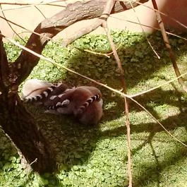 Sóstó Zoo - Nyíregyházi Állatpark, Nyíregyháza - 