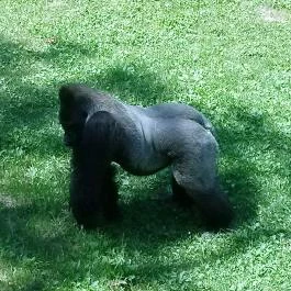 Sóstó Zoo - Nyíregyházi Állatpark, Nyíregyháza - 