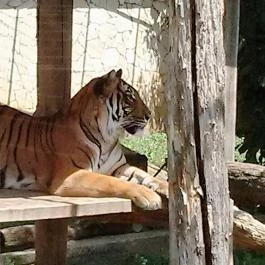 Sóstó Zoo - Nyíregyházi Állatpark, Nyíregyháza - 