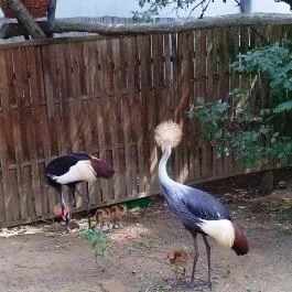 Sóstó Zoo - Nyíregyházi Állatpark, Nyíregyháza - 