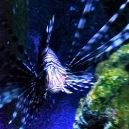 Sóstó Zoo - Nyíregyházi Állatpark, Nyíregyháza - 