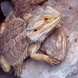 Sóstó Zoo - Nyíregyházi Állatpark, Nyíregyháza - 