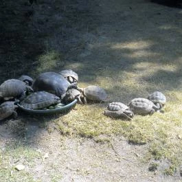 Sóstó Zoo - Nyíregyházi Állatpark, Nyíregyháza - 