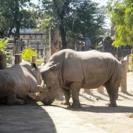 Sóstó Zoo - Nyíregyházi Állatpark, Nyíregyháza - 