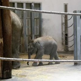 Sóstó Zoo - Nyíregyházi Állatpark, Nyíregyháza - 