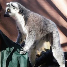 Sóstó Zoo - Nyíregyházi Állatpark, Nyíregyháza - 