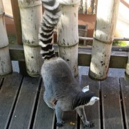 Sóstó Zoo - Nyíregyházi Állatpark, Nyíregyháza - 