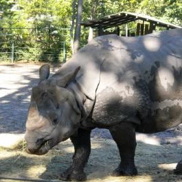 Sóstó Zoo - Nyíregyházi Állatpark, Nyíregyháza - 