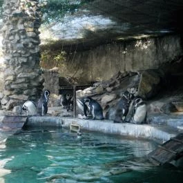 Sóstó Zoo - Nyíregyházi Állatpark Nyíregyháza - 