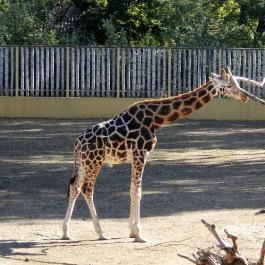 Sóstó Zoo - Nyíregyházi Állatpark, Nyíregyháza - 