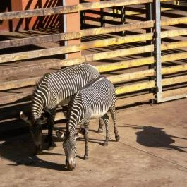 Sóstó Zoo - Nyíregyházi Állatpark, Nyíregyháza - 
