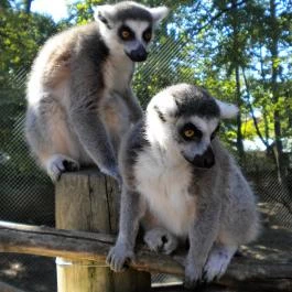 Sóstó Zoo - Nyíregyházi Állatpark, Nyíregyháza - 