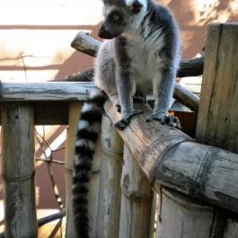 Sóstó Zoo - Nyíregyházi Állatpark, Nyíregyháza - 