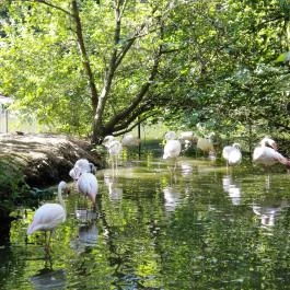 Sóstó Zoo - Nyíregyházi Állatpark, Nyíregyháza - 