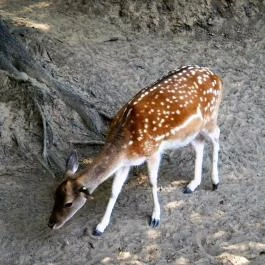 Sóstó Zoo - Nyíregyházi Állatpark, Nyíregyháza - 
