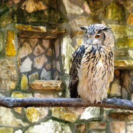 Sóstó Zoo - Nyíregyházi Állatpark, Nyíregyháza - 