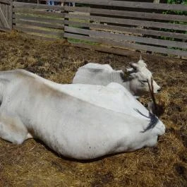 Szabadtéri Néprajzi Múzeum Szentendre - Egyéb