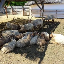 Szabadtéri Néprajzi Múzeum Szentendre - Egyéb