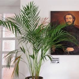 Szaletly Vendéglő & Kert Budapest - Egyéb