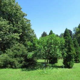 Szarvasi Arborétum, Szarvas - 