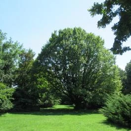 Szarvasi Arborétum, Szarvas - 