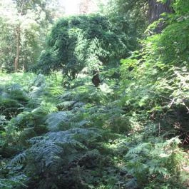 Szarvasi Arborétum, Szarvas - 