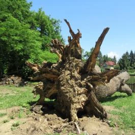 Szarvasi Arborétum, Szarvas - 