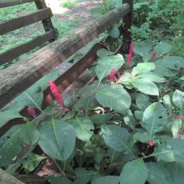 Szarvasi Arborétum, Szarvas - 