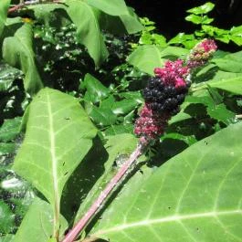 Szarvasi Arborétum, Szarvas - 