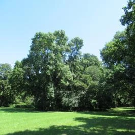 Szarvasi Arborétum, Szarvas - 