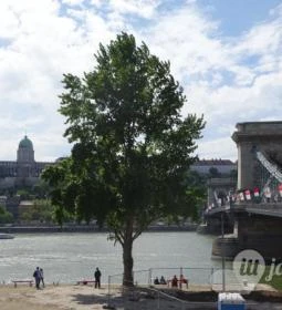 Széchenyi lánchíd