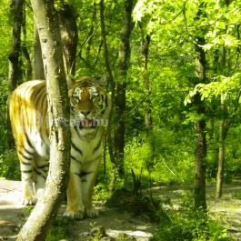 Szegedi Vadaspark, Szeged - 